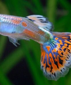 Guppy