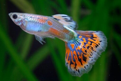 Guppy