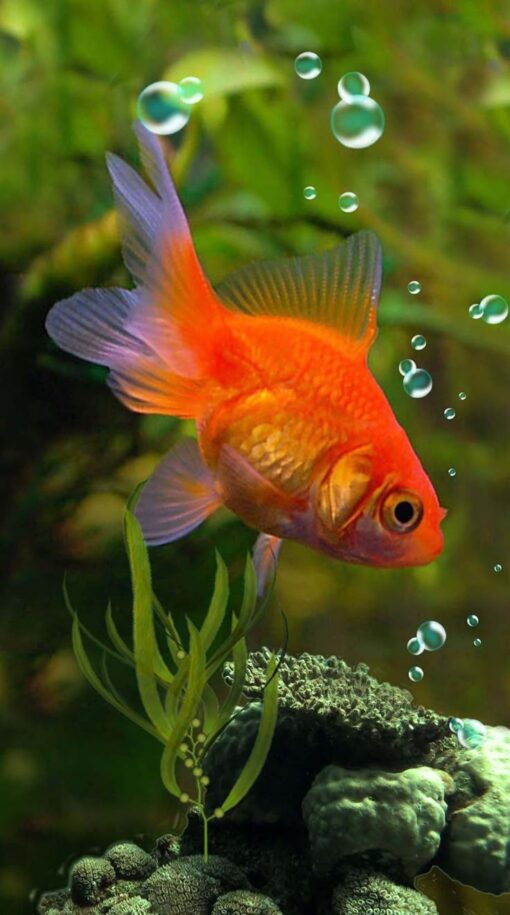 Koki Gold Fish