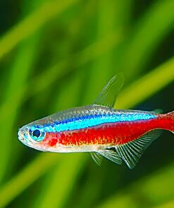 Tetra