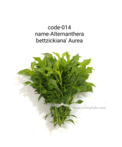 Alternanthera Bettzickiana' Aurea