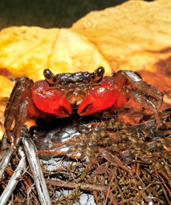 Red Maroon Crab