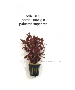 Ludwigia Palustris Super Red