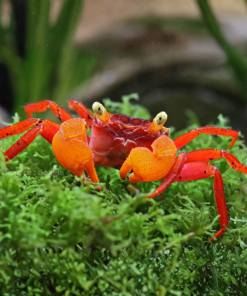 Red Mandarin Crab