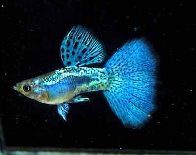 Blue Grass Guppy