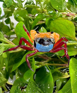Three Color Crab