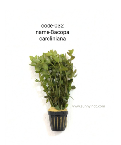 Bacopa Caroliniana