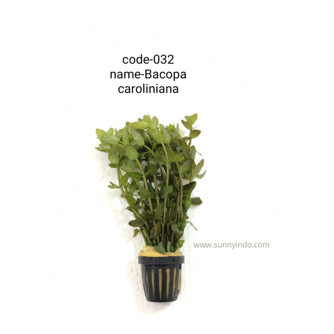 Bacopa Caroliniana