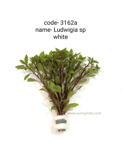 Ludwigia sp White