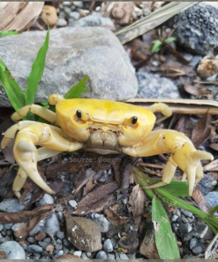Banana Crab