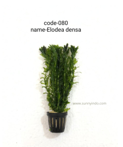Elodea Densa