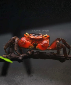 Red Apple Crab