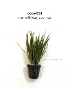 Blyxa Japonica