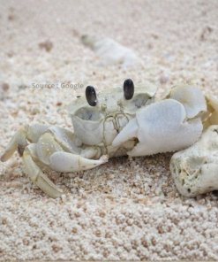 White Crab