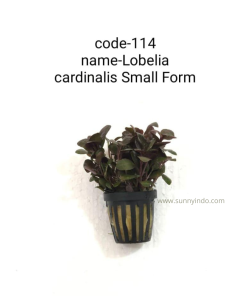 Lobelia Cardinalis Small Form