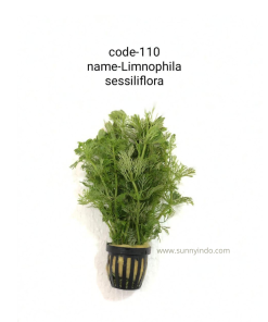 Limnophila Sessiliflora