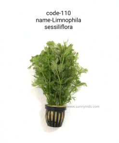 Limnophila Sessiliflora