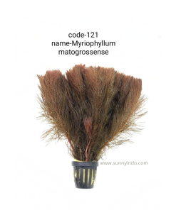 Myriophyllum Matogrossense