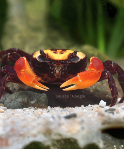 Vulcano Crab