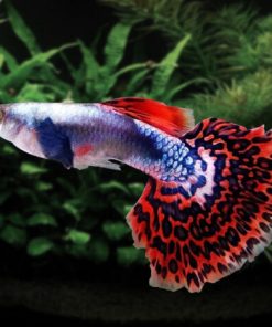 Mosaic Guppy