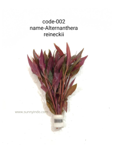 Alternanthera Reineckii