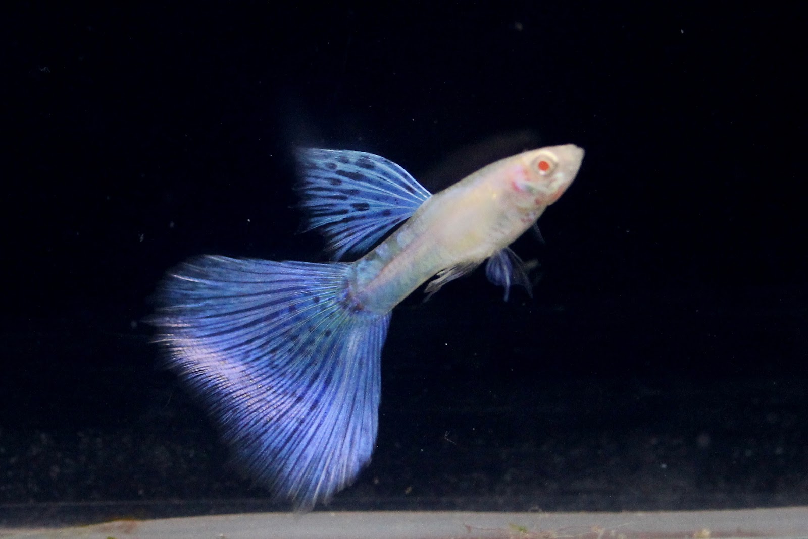 Albino Blue Grass Guppy