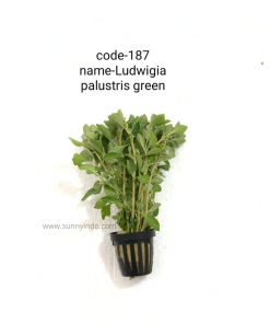 Ludwigia Palustris Green