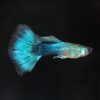 Blue Neon Guppy