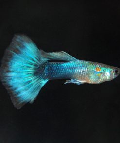Blue Neon Guppy