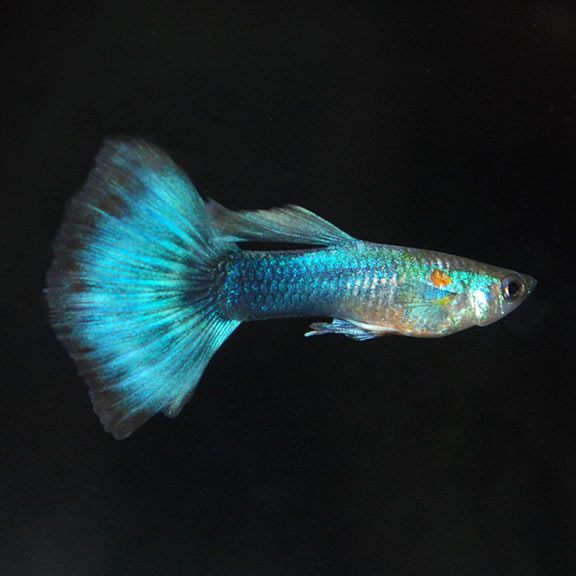 Blue Neon Guppy