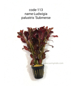 Ludwigia Palustris 'Submerse'