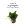 Echinodorus Parviflorus 'Tropica'