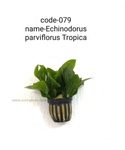 Echinodorus Parviflorus 'Tropica'