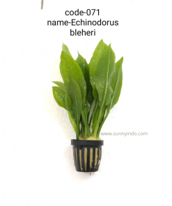 Echinodorus Bleheri