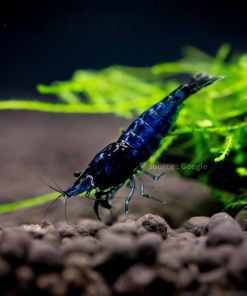 Blue Diamond Shrimp