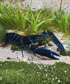 Black Kony Papua Lobster