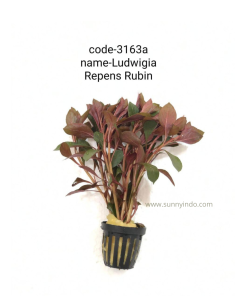 Ludwigia Repens Rubin