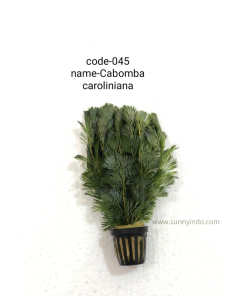 Cabomba Caroliniana