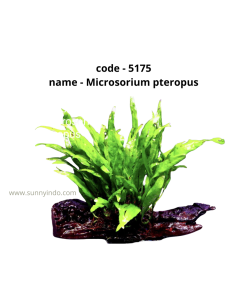 Microsorium Pteropus