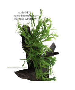 Microsorum Pteropus 'Windelov'