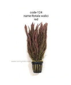 Rotala Walici Red