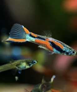 Endler Rainbow Guppy