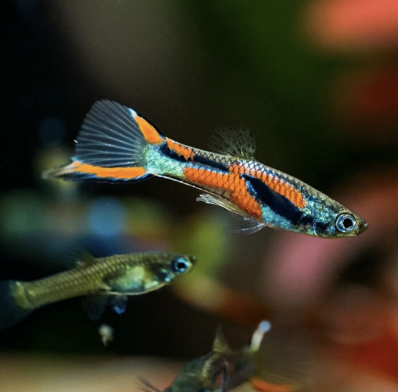 Endler Rainbow Guppy
