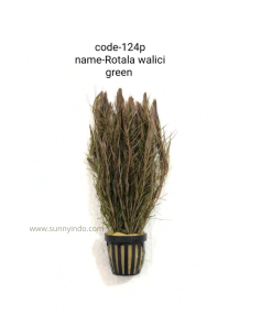 Rotala Walici Green