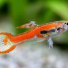 Endler Red Scarlet Guppy