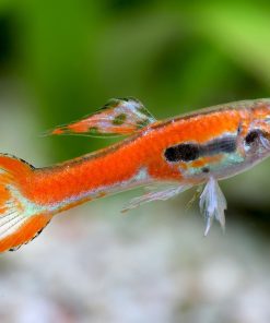 Endler Red Scarlet Guppy