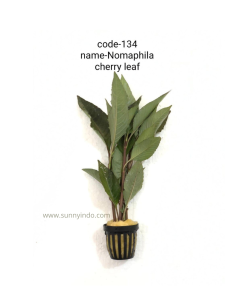 Nomaphila 'Cherry Leaf'