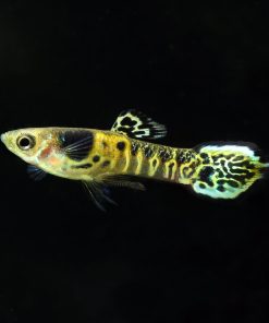 Endler Yellow Tiger Guppy