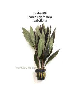 Hygrophila salicifolia