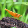 Orange Shrimp
